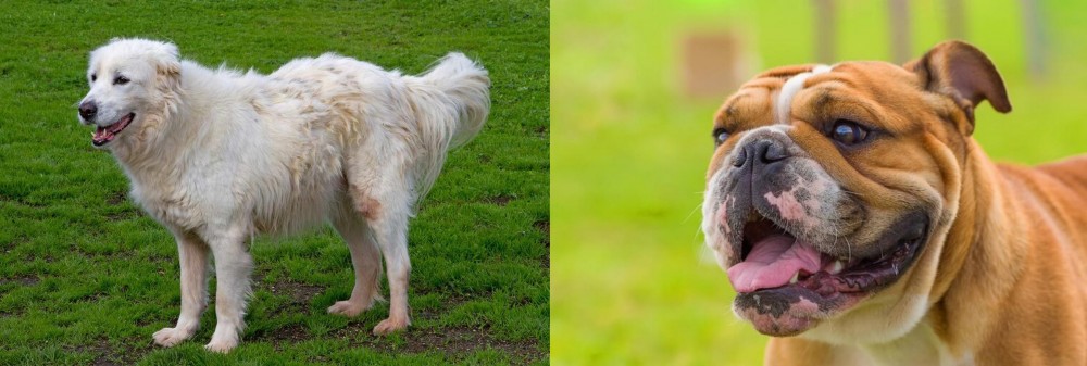 Miniature English Bulldog vs Abruzzenhund - Breed Comparison
