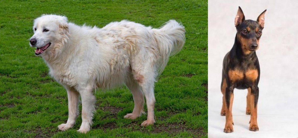 Miniature Pinscher vs Abruzzenhund - Breed Comparison