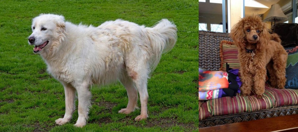 Miniature Poodle vs Abruzzenhund - Breed Comparison