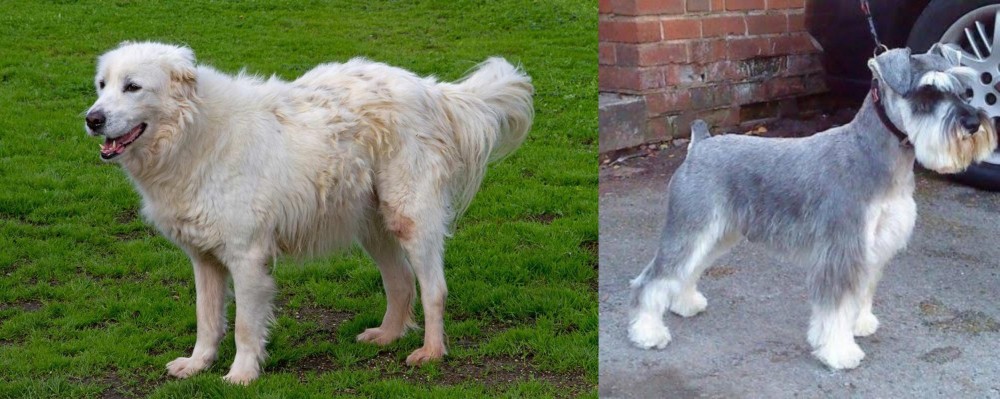 Miniature Schnauzer vs Abruzzenhund - Breed Comparison