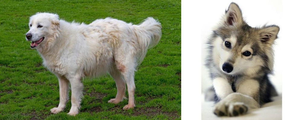 Miniature Siberian Husky vs Abruzzenhund - Breed Comparison