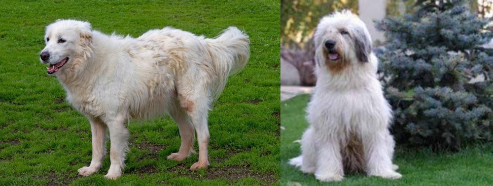 Mioritic Sheepdog vs Abruzzenhund - Breed Comparison