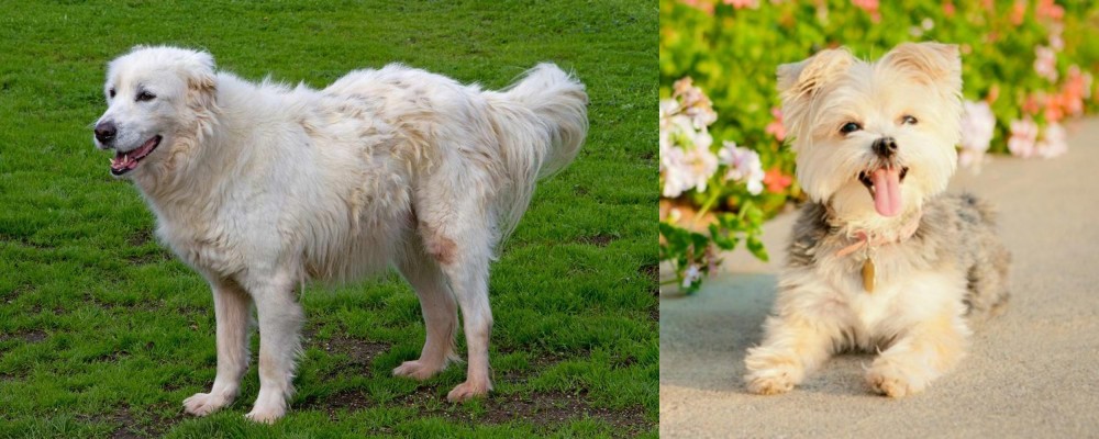 Morkie vs Abruzzenhund - Breed Comparison