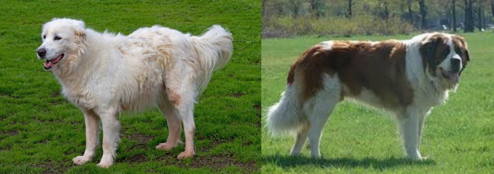 Moscow Watchdog vs Abruzzenhund - Breed Comparison