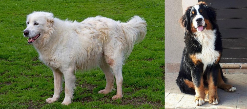 Mountain Burmese vs Abruzzenhund - Breed Comparison