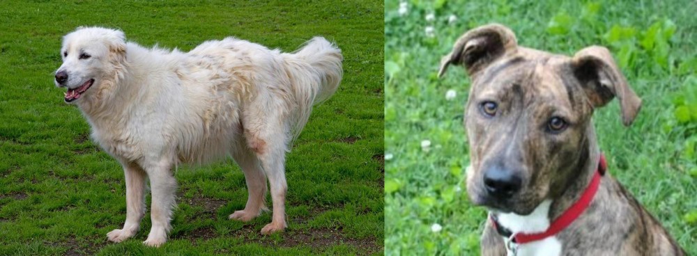 Mountain Cur vs Abruzzenhund - Breed Comparison