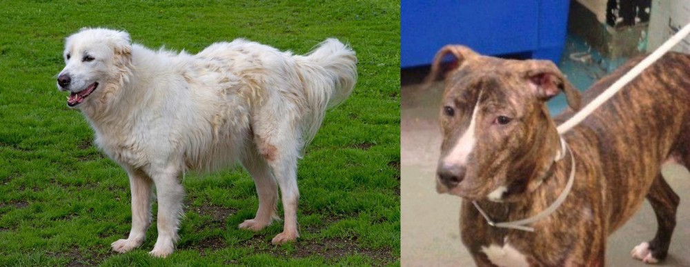Mountain View Cur vs Abruzzenhund - Breed Comparison