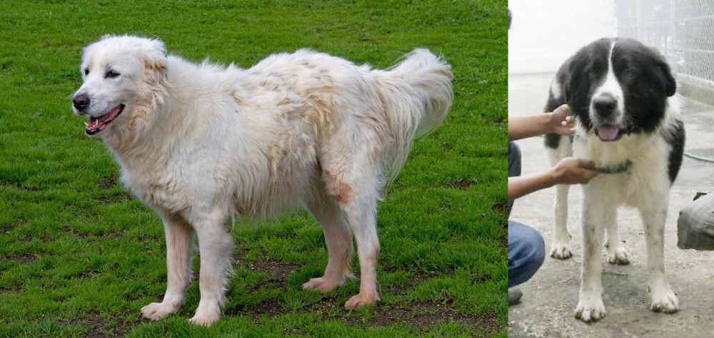 Mucuchies vs Abruzzenhund - Breed Comparison