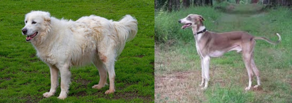 Mudhol Hound vs Abruzzenhund - Breed Comparison