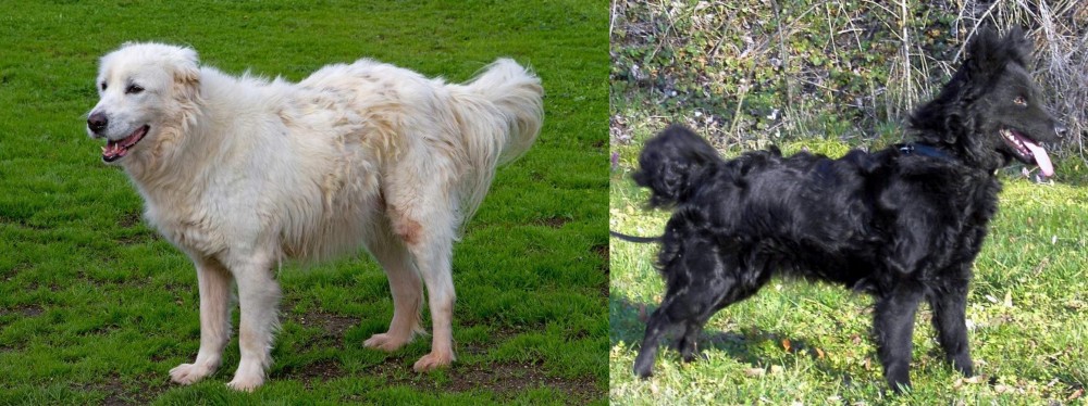 Mudi vs Abruzzenhund - Breed Comparison