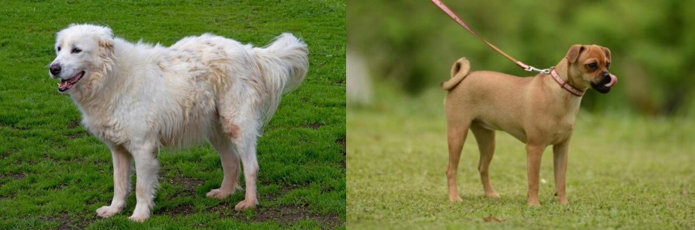 Muggin vs Abruzzenhund - Breed Comparison