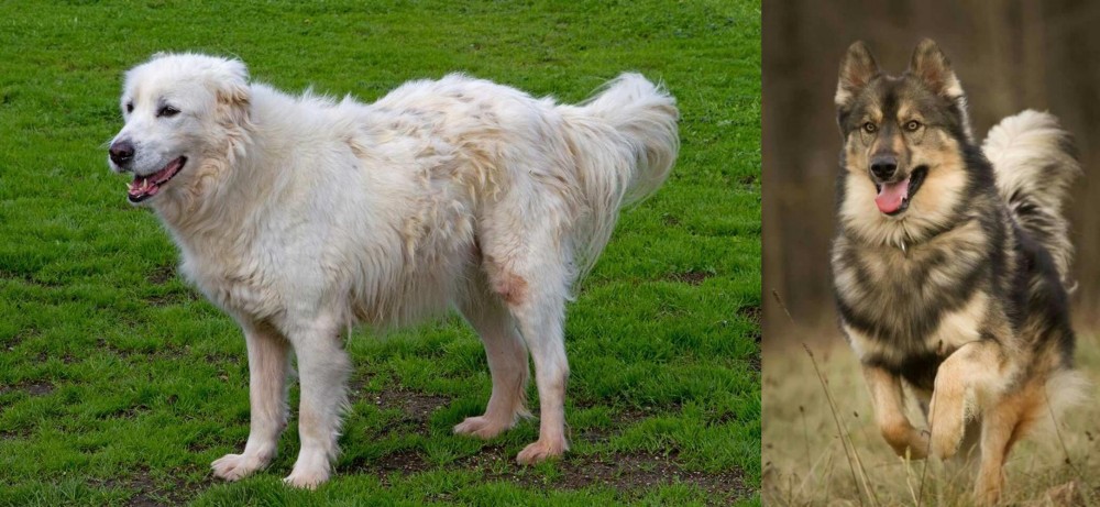 Native American Indian Dog vs Abruzzenhund - Breed Comparison