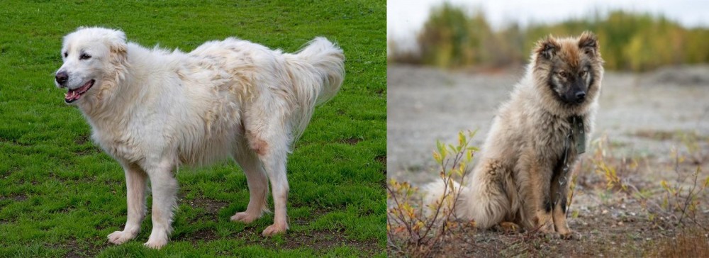 Nenets Herding Laika vs Abruzzenhund - Breed Comparison