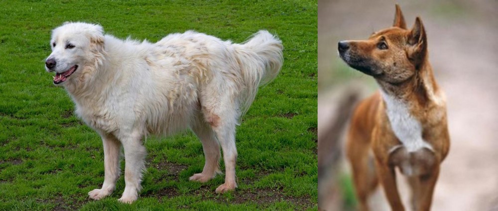 New Guinea Singing Dog vs Abruzzenhund - Breed Comparison