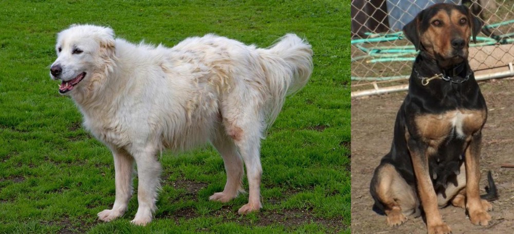New Zealand Huntaway vs Abruzzenhund - Breed Comparison