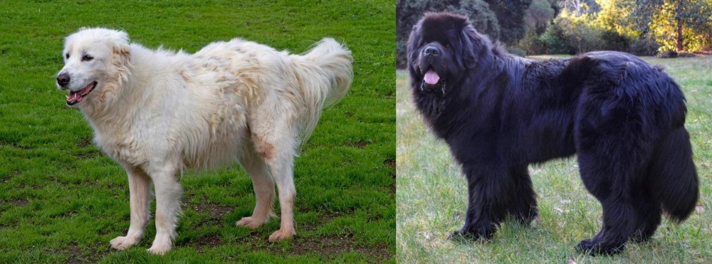 Newfoundland Dog vs Abruzzenhund - Breed Comparison