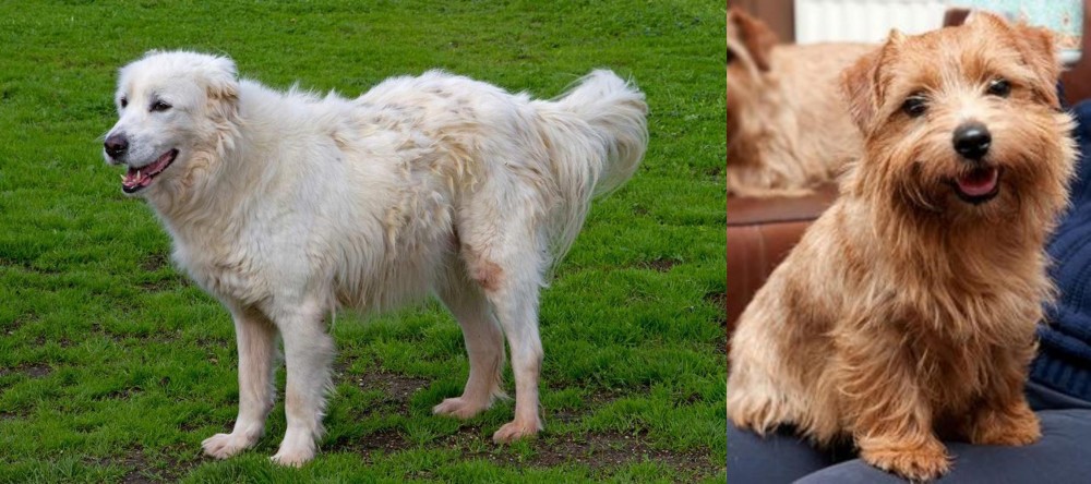 Norfolk Terrier vs Abruzzenhund - Breed Comparison