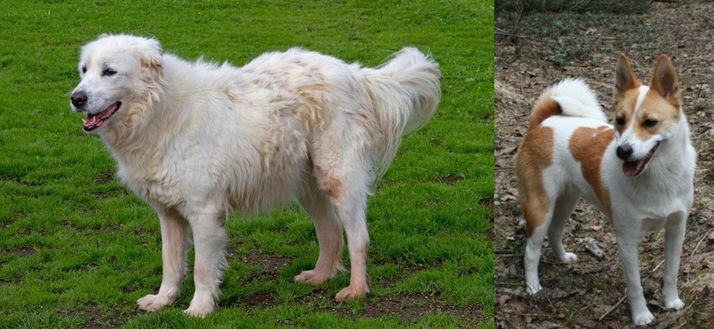 Norrbottenspets vs Abruzzenhund - Breed Comparison