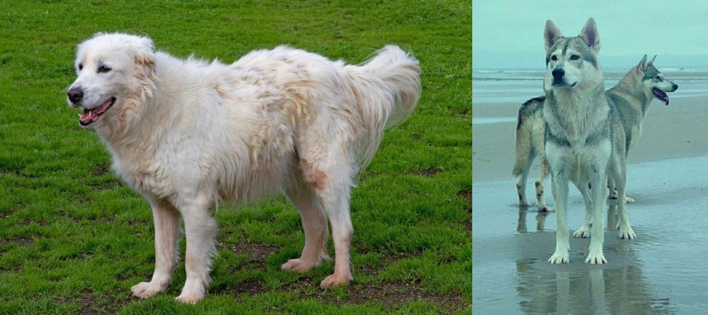 Northern Inuit Dog vs Abruzzenhund - Breed Comparison