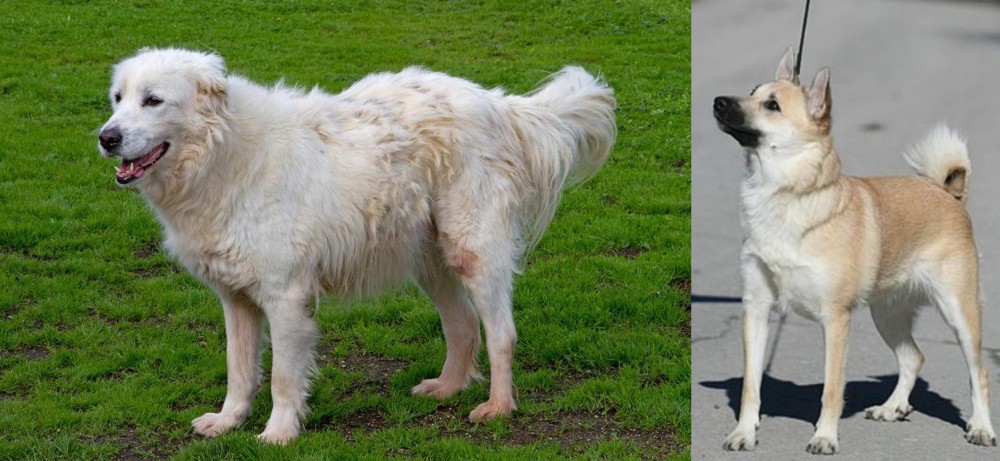 Norwegian Buhund vs Abruzzenhund - Breed Comparison
