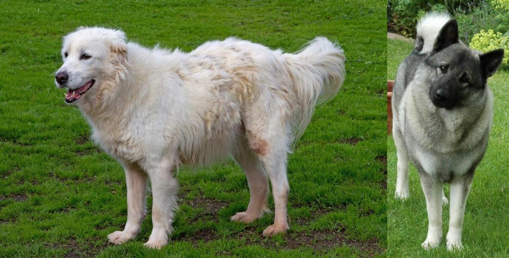 Norwegian Elkhound vs Abruzzenhund - Breed Comparison