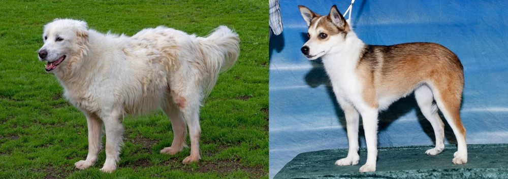 Norwegian Lundehund vs Abruzzenhund - Breed Comparison