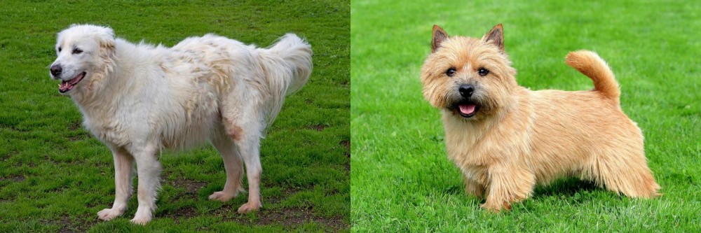 Norwich Terrier vs Abruzzenhund - Breed Comparison