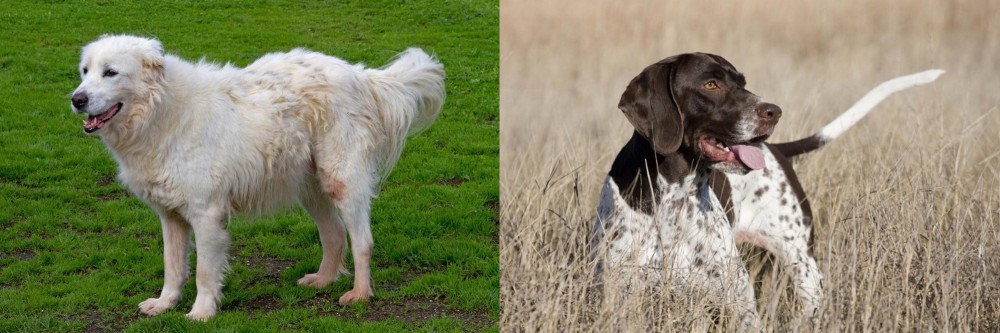 Old Danish Pointer vs Abruzzenhund - Breed Comparison