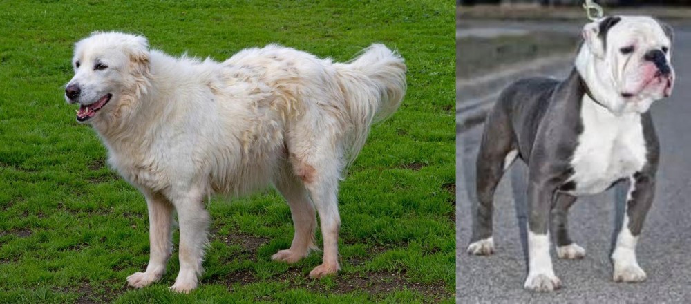 Old English Bulldog vs Abruzzenhund - Breed Comparison