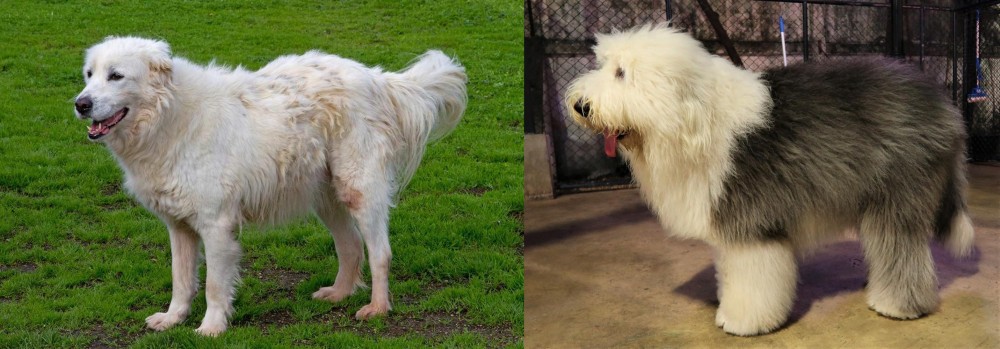 Old English Sheepdog vs Abruzzenhund - Breed Comparison