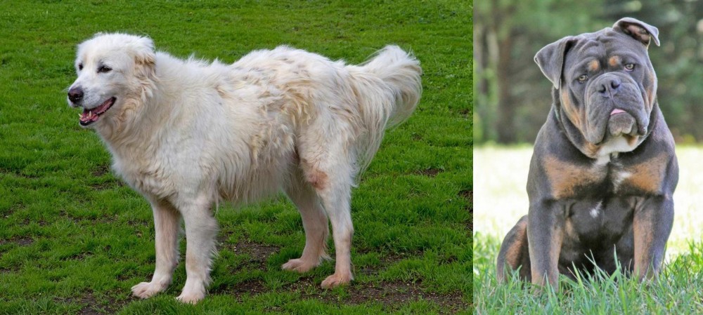 Olde English Bulldogge vs Abruzzenhund - Breed Comparison