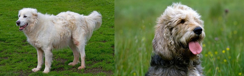 Otterhound vs Abruzzenhund - Breed Comparison