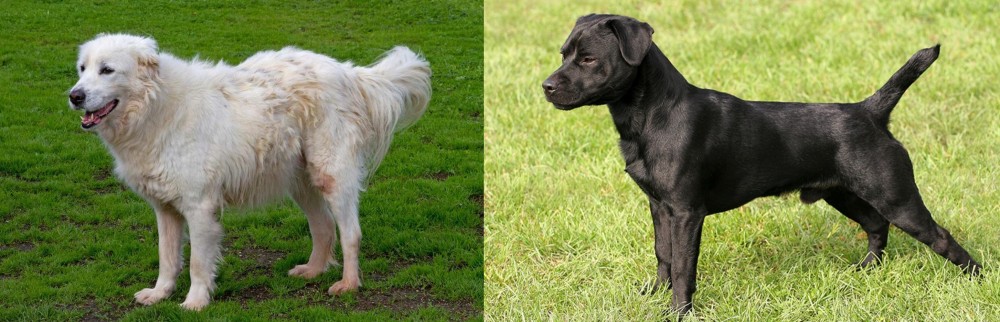 Patterdale Terrier vs Abruzzenhund - Breed Comparison