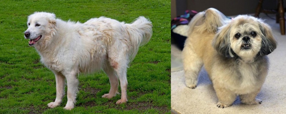 PekePoo vs Abruzzenhund - Breed Comparison