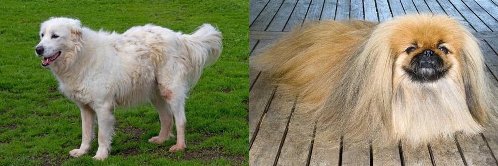 Pekingese vs Abruzzenhund - Breed Comparison