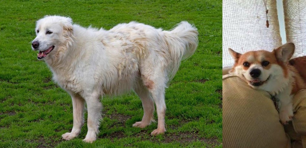 Pembroke Welsh Corgi vs Abruzzenhund - Breed Comparison