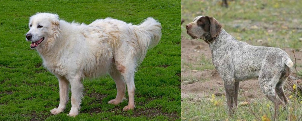 Perdiguero de Burgos vs Abruzzenhund - Breed Comparison