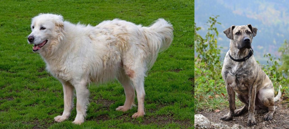 Perro Cimarron vs Abruzzenhund - Breed Comparison