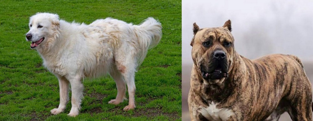 Perro de Presa Canario vs Abruzzenhund - Breed Comparison