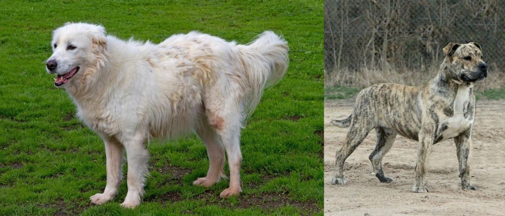Perro de Presa Mallorquin vs Abruzzenhund - Breed Comparison