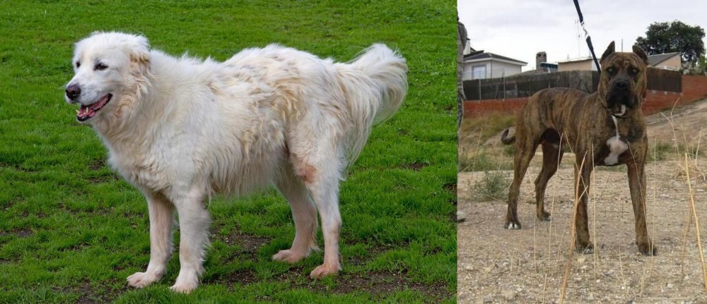 Perro de Toro vs Abruzzenhund - Breed Comparison