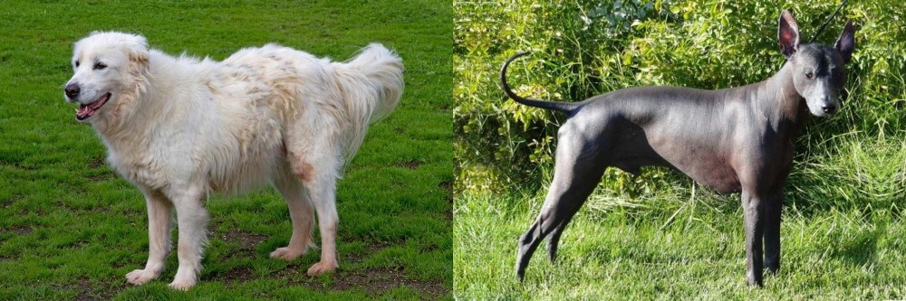 Peruvian Hairless vs Abruzzenhund - Breed Comparison
