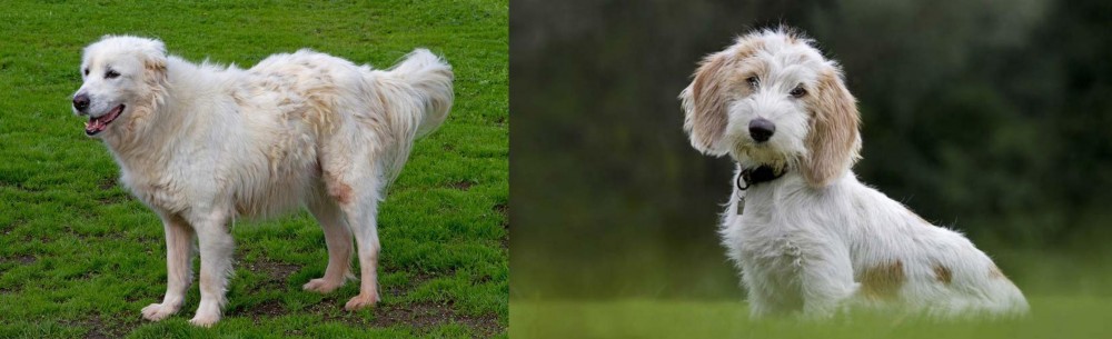 Petit Basset Griffon Vendeen vs Abruzzenhund - Breed Comparison