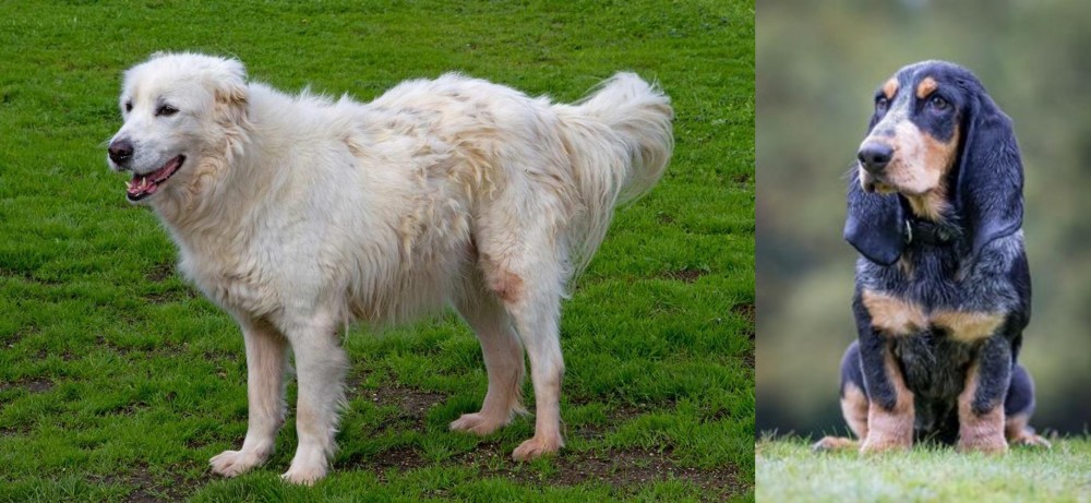 Petit Bleu de Gascogne vs Abruzzenhund - Breed Comparison
