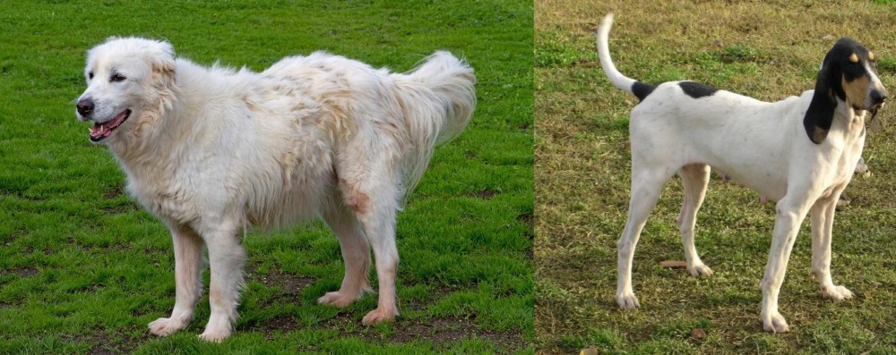 Petit Gascon Saintongeois vs Abruzzenhund - Breed Comparison