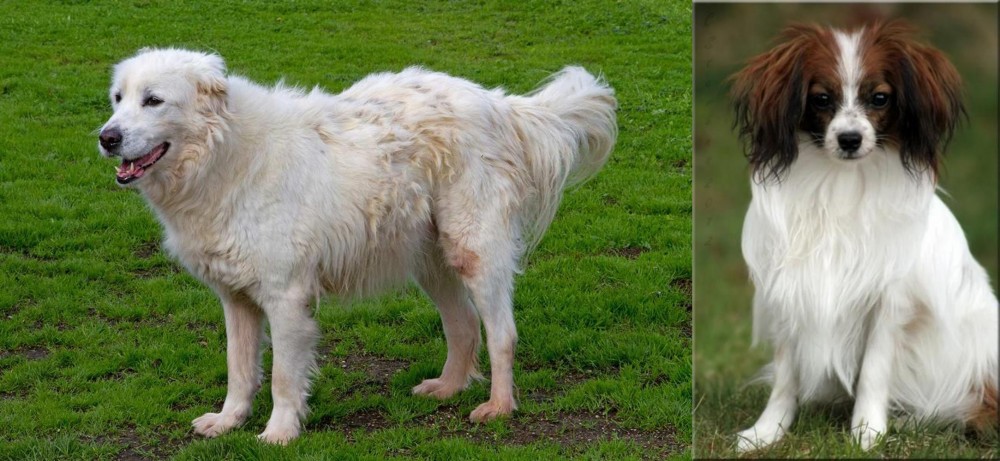 Phalene vs Abruzzenhund - Breed Comparison