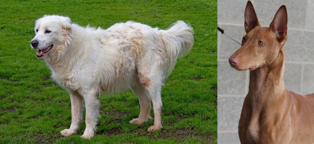 Pharaoh Hound vs Abruzzenhund - Breed Comparison