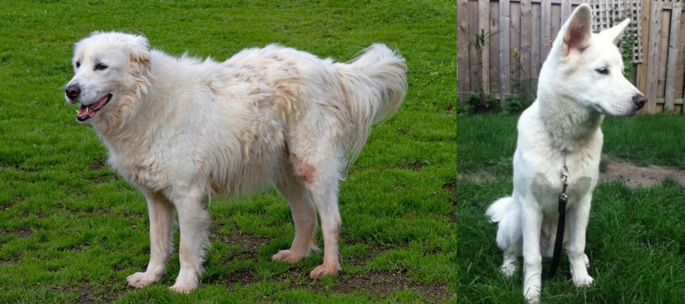 Phung San vs Abruzzenhund - Breed Comparison