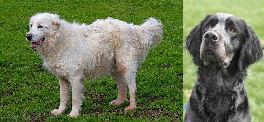 Picardy Spaniel vs Abruzzenhund - Breed Comparison