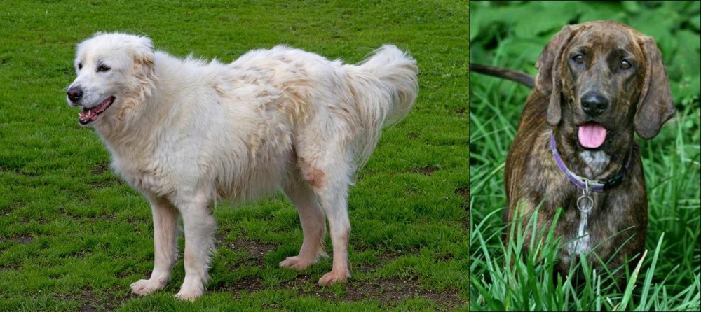 Plott Hound vs Abruzzenhund - Breed Comparison